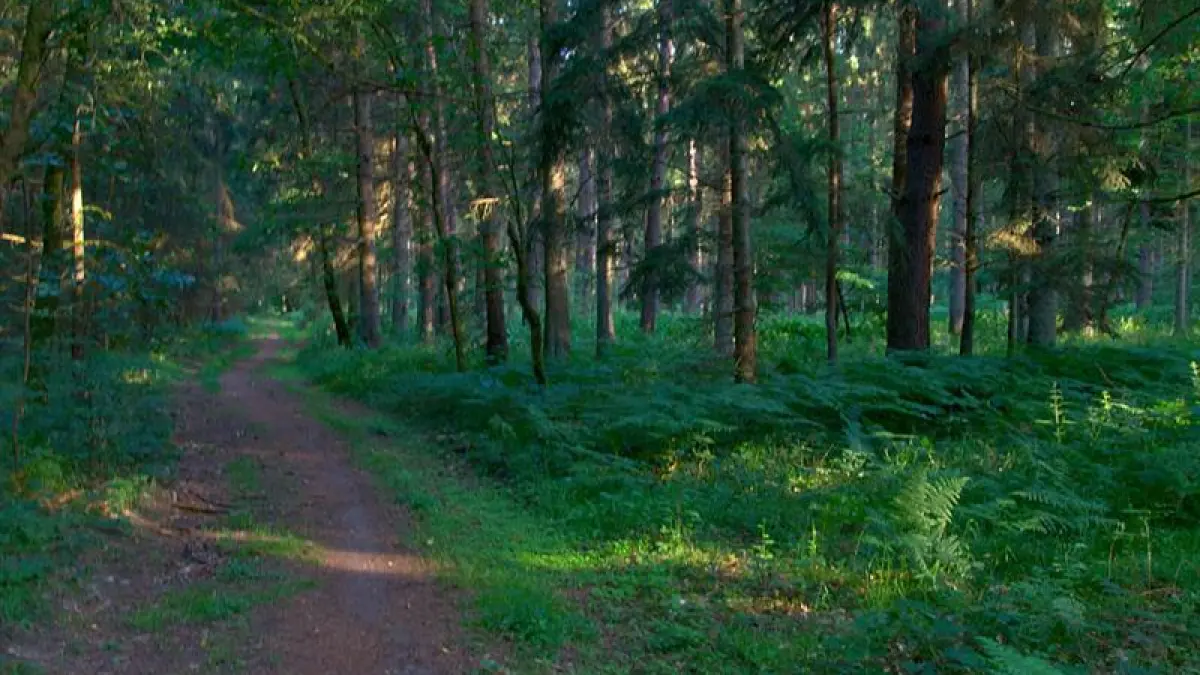 Le chemin du mineur