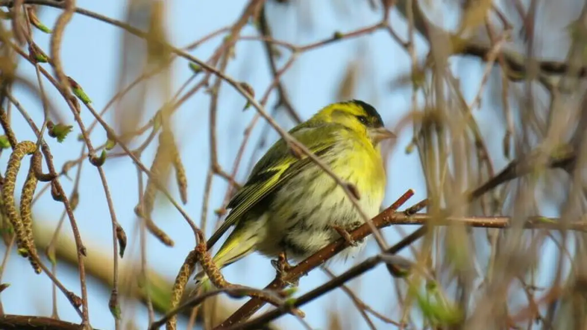 Les oiseaux en hiver