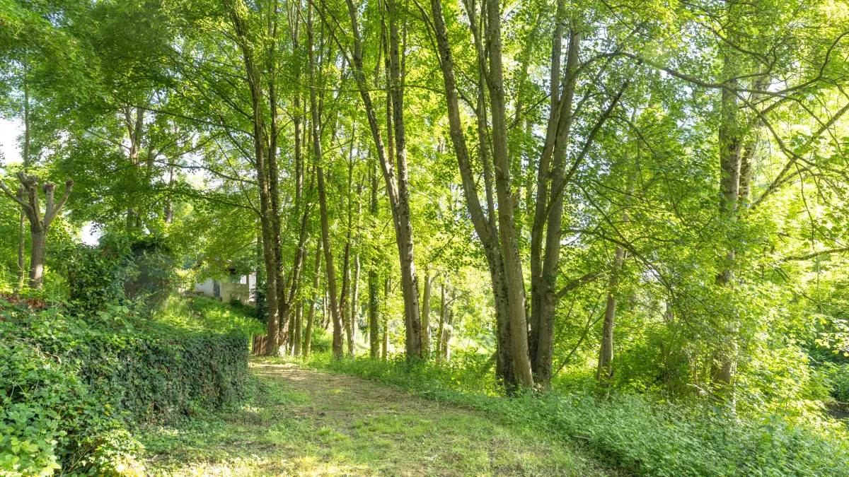 Panorama et Forêt