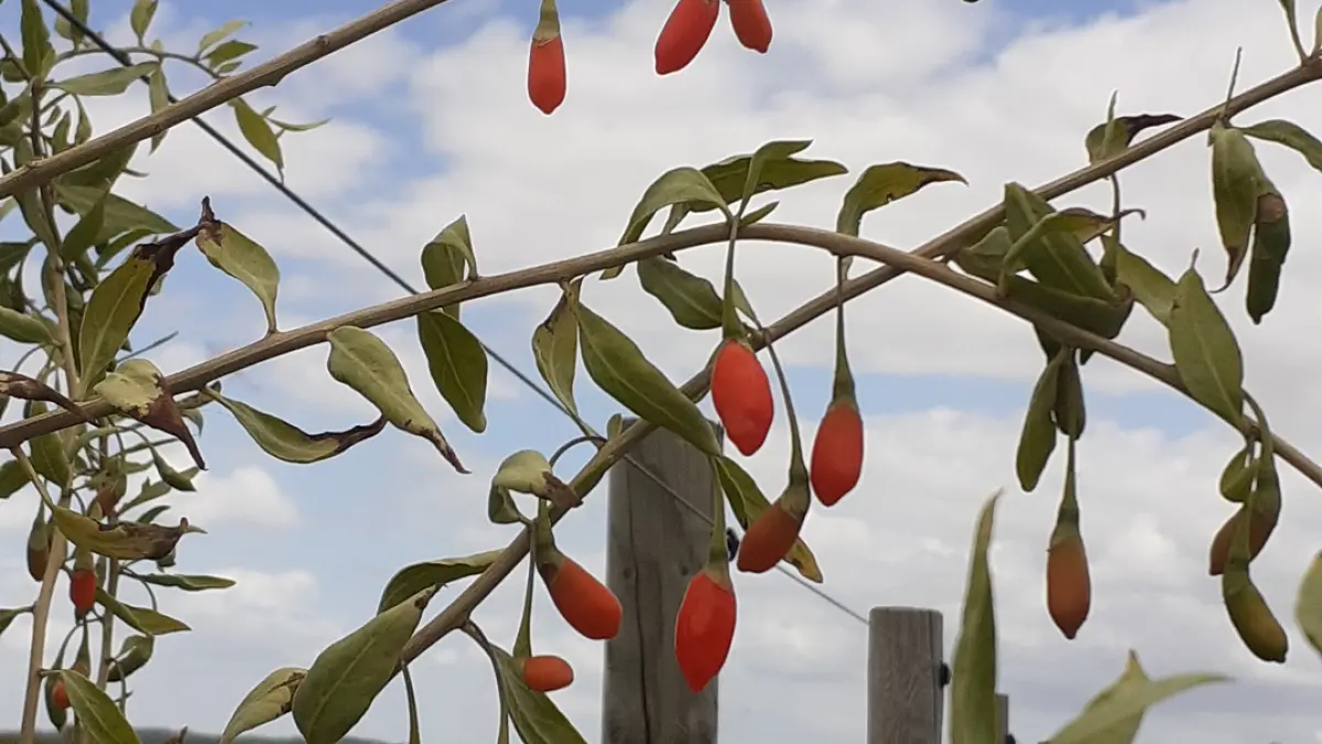 Goji de Picardie