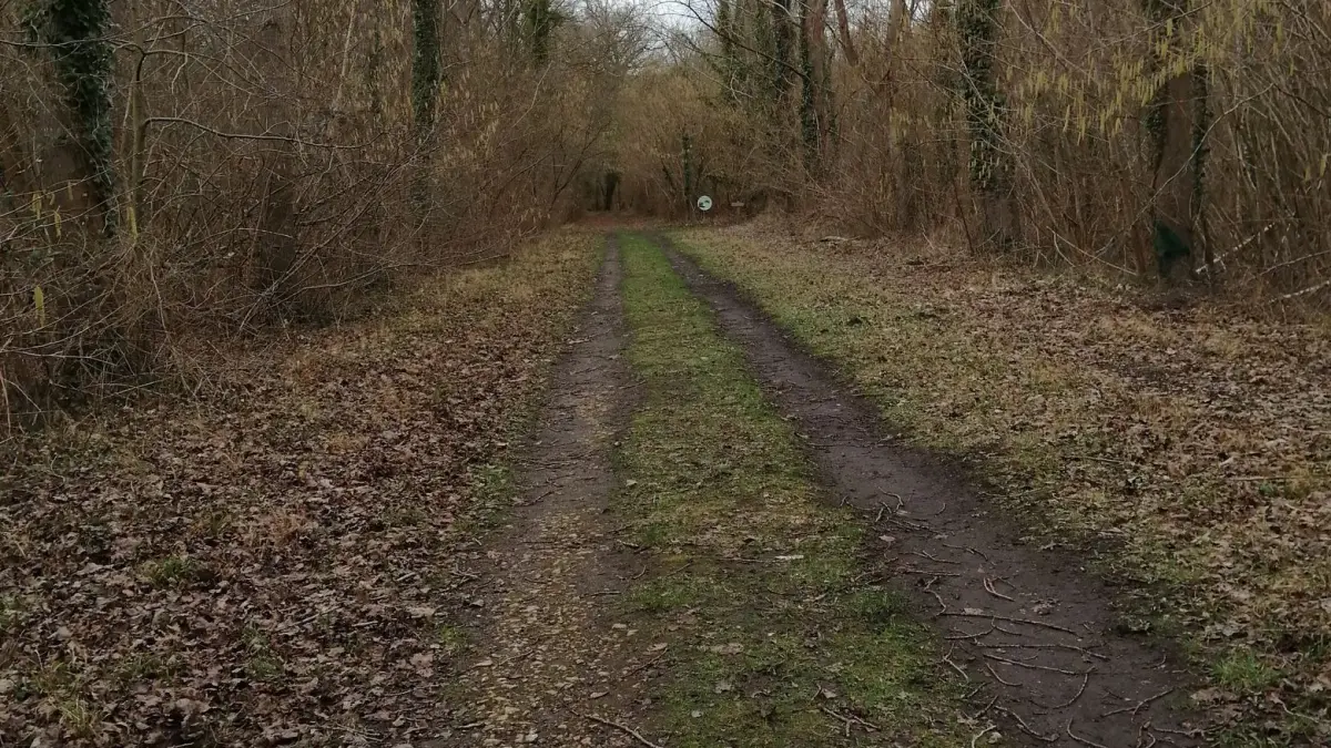 Le parcours forestier des marais de Sacy