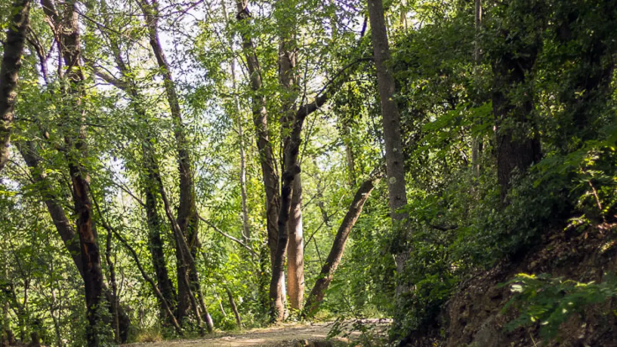 RANDO ACCOMPAGNEE : LE CANAL DE BOHERE ET L'ABBAYE SAINT-MICHEL DE CUXA