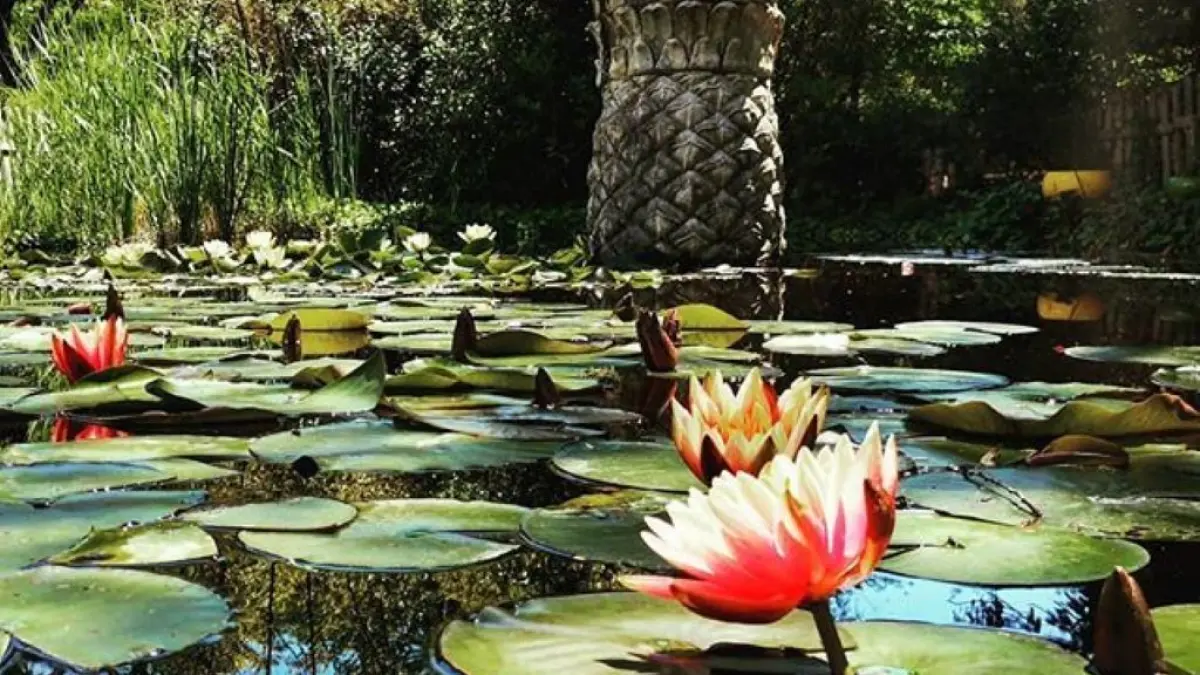 JARDIN EXOTIQUE
