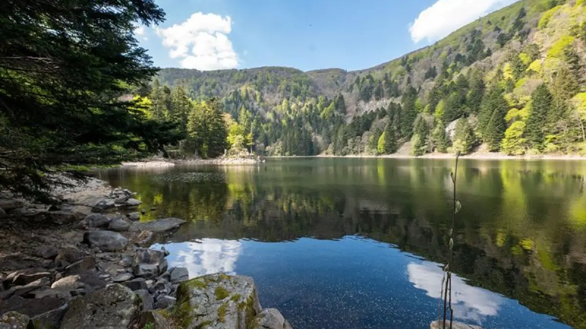 Parcours Trail : Le Gaschney - Circuit des Marcaires