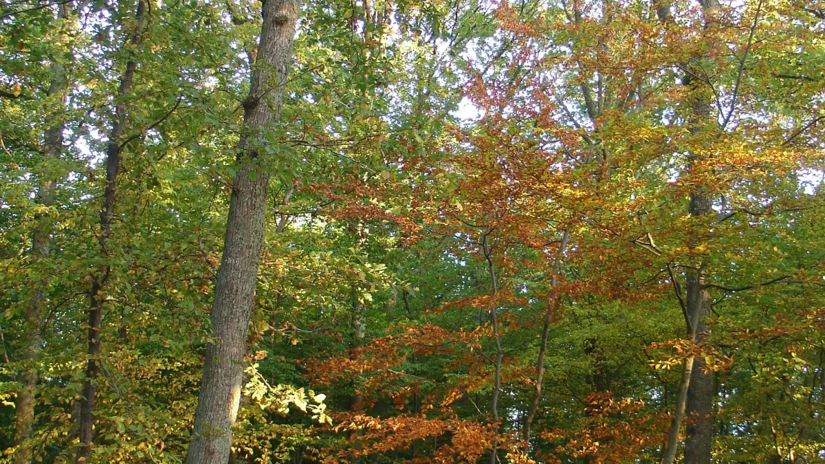 Forêt domaniale de Montargis