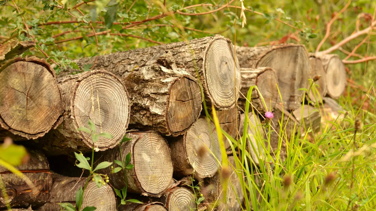Zoodyssée, sous les frondaisons de la forêt de Chizé (petite boucle) - Chizé
