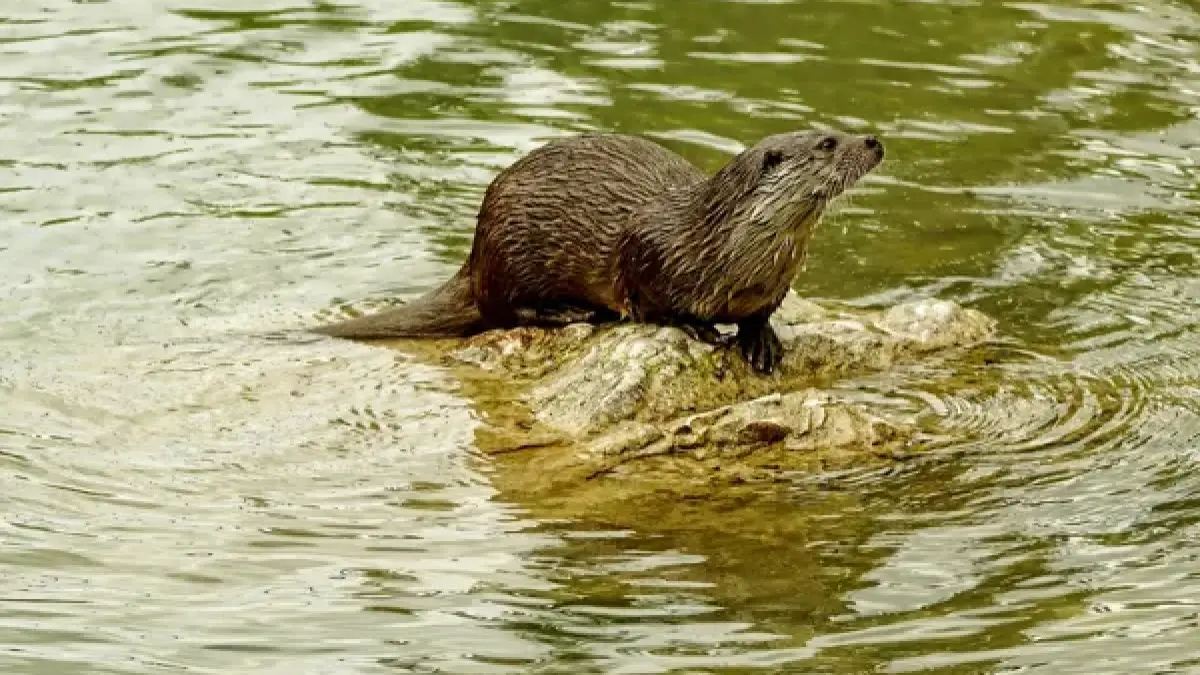 Balade sur la piste de la loutre d’Europe à Monteils avec Anthony Vieillard