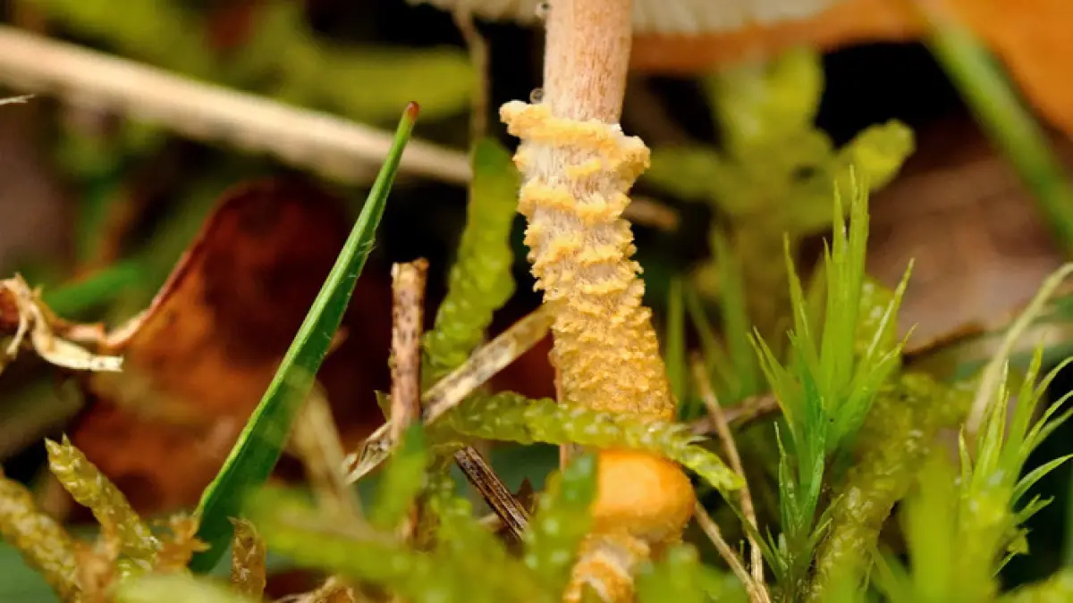 Les champignons et les lichens