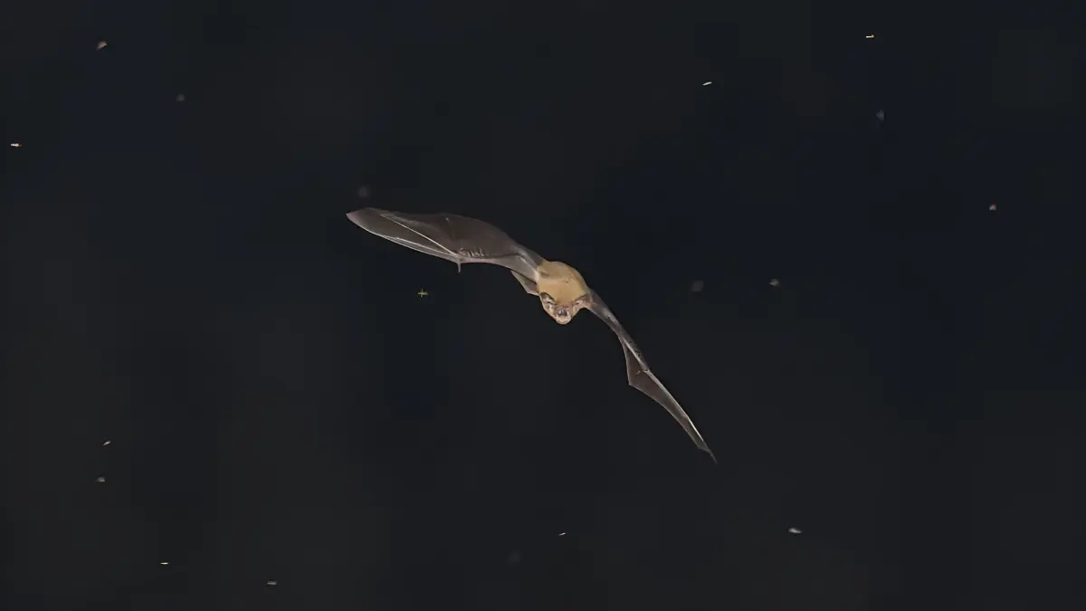 Nuit de la Chauve-souris