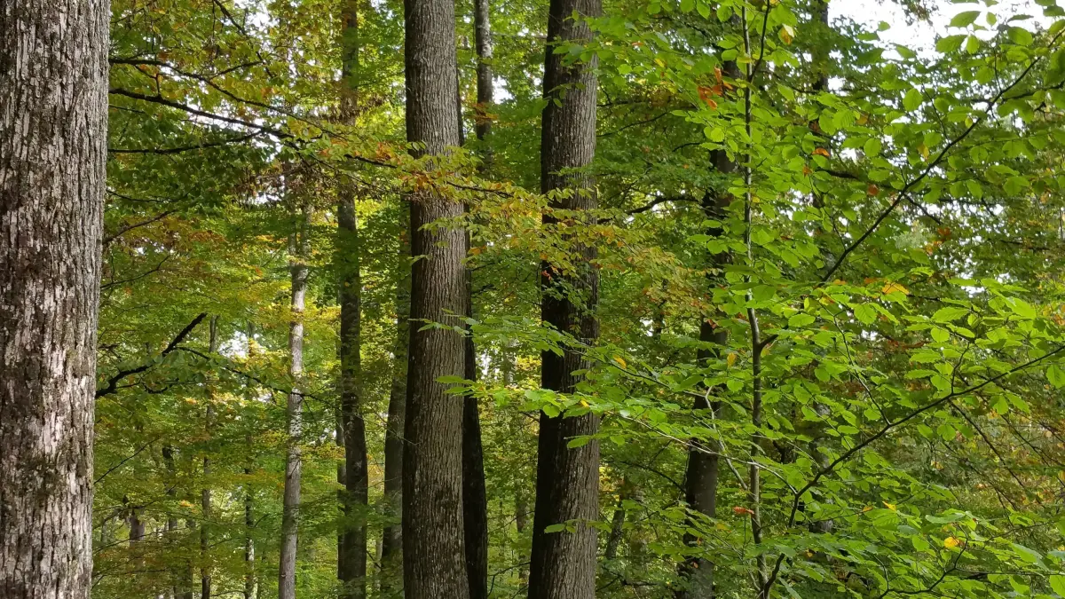 Forêt Domaniale de Vouillé-Saint-Hilaire