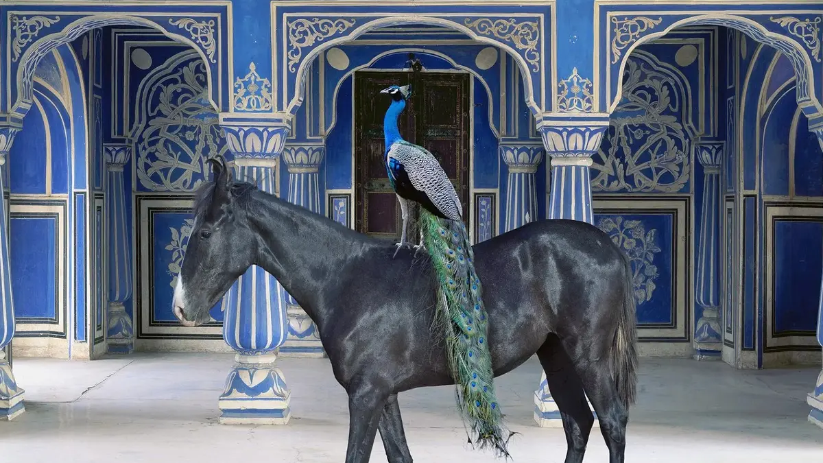 Karen Knorr au musée Delacroix