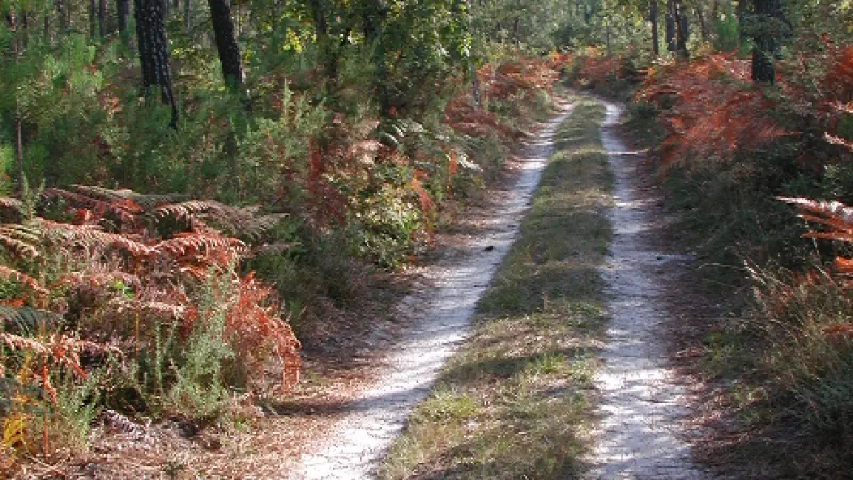 Campet, la seule forêt domaniale du département