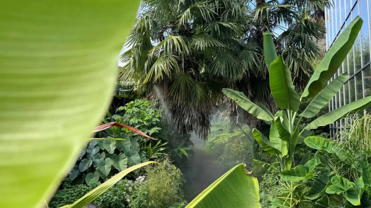 A la découverte de notre jardin jungle