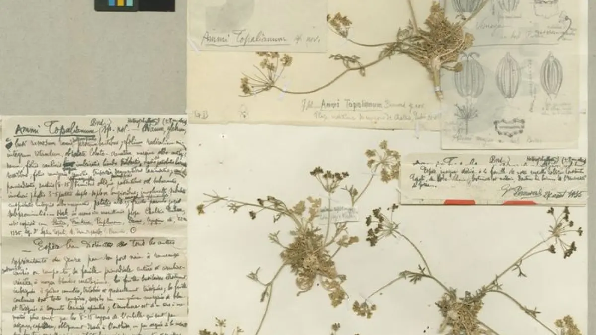 Le Jardin Botanique de Genève au Féminin