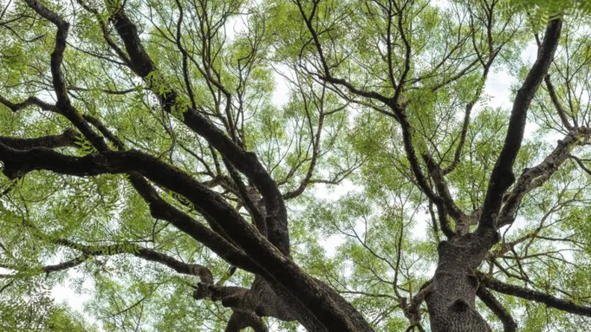 Les arbres du Jardin Botanique
