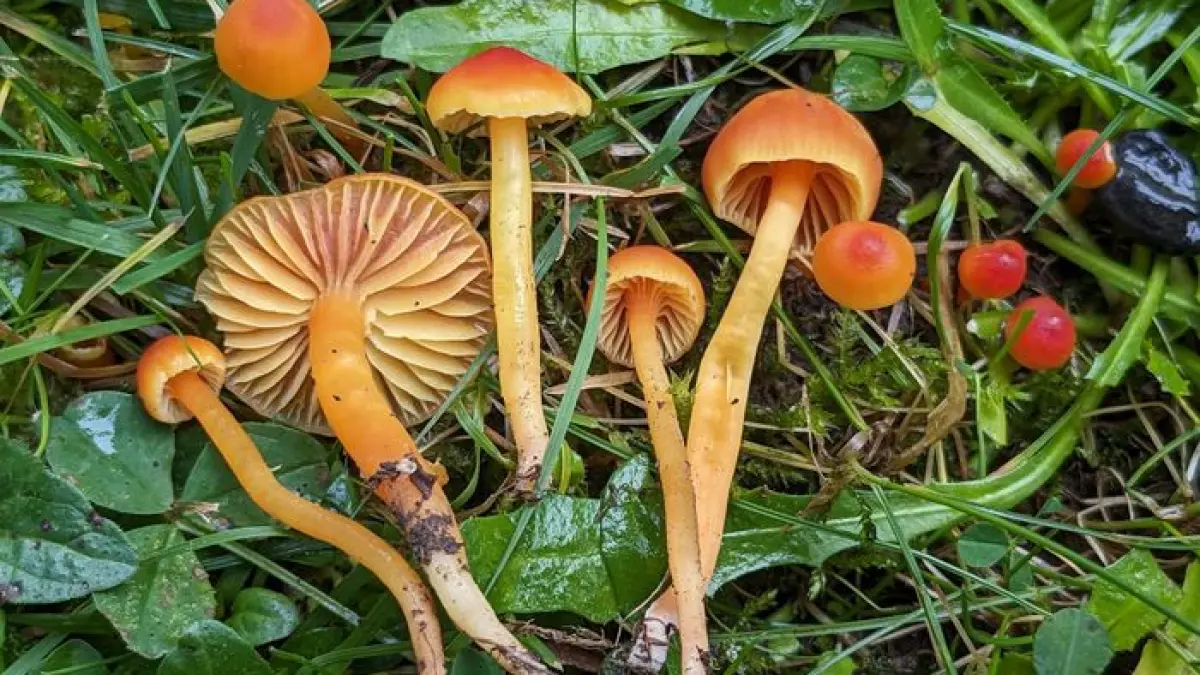 Les secrets du monde fongique : à la découverte des champignons du Jardin Botanique de Genève - En anglais