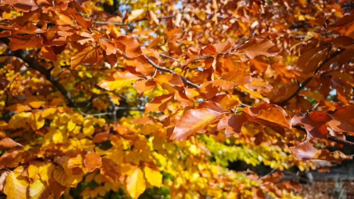 L’herbier des feuilles
