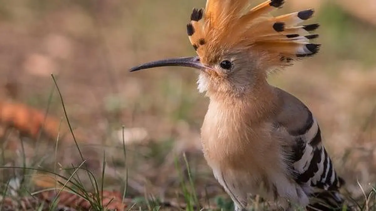 Les ailes du lac