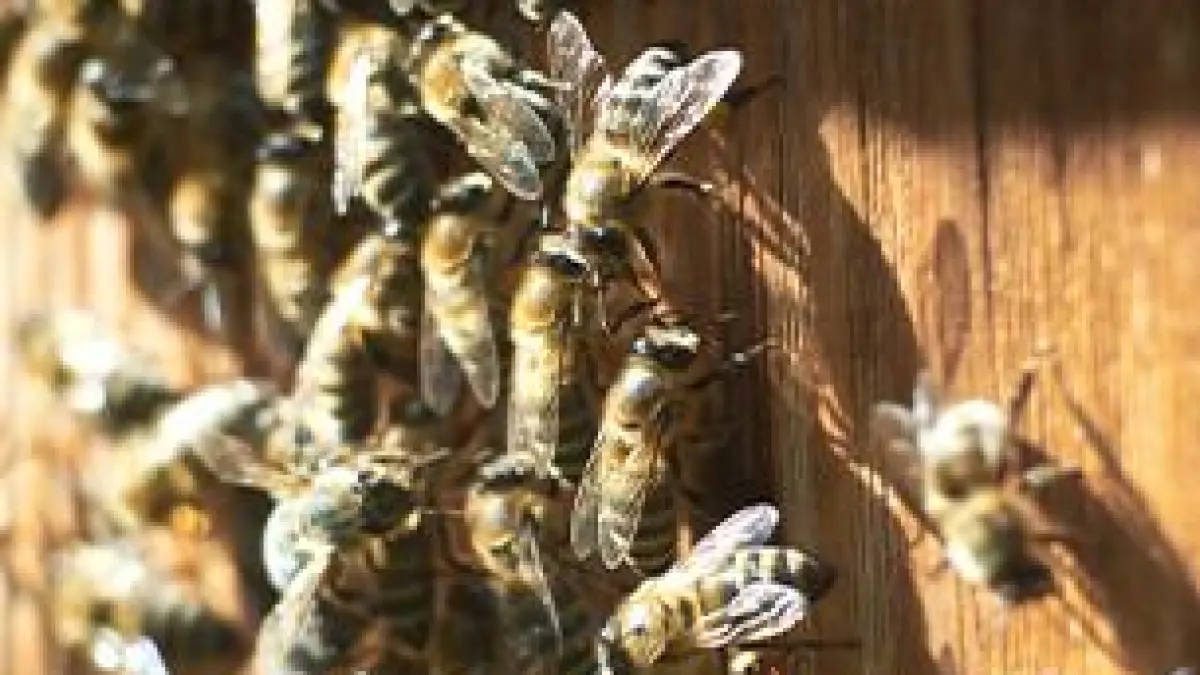 MARCHÉ ANIMÉ "LES ABEILLES"