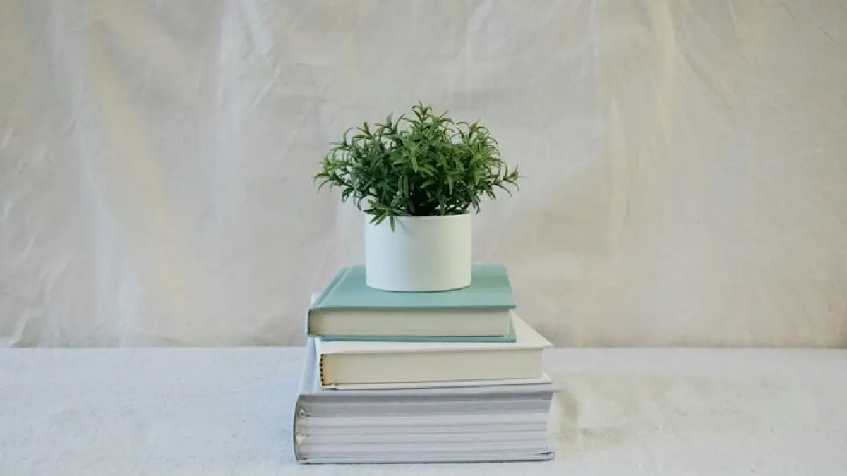 Photographie : Un livre, une plante