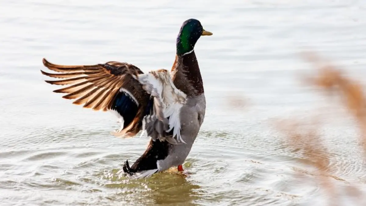 Les oiseaux de Colomiers : dessine-moi un canard sauvage !