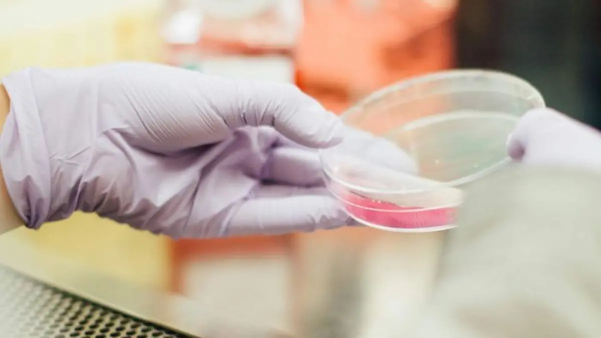 Des cellules pour réparer le corps