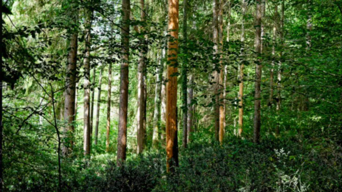 EXPOSITION - UN REGARD SUR LA FORÊT