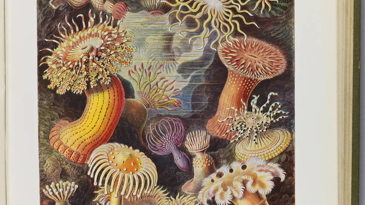 L'appel des profondeurs. Une aventure sous les mers de l'Antiquité à nos jours