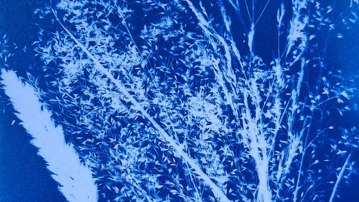 Atelier Cyanotype