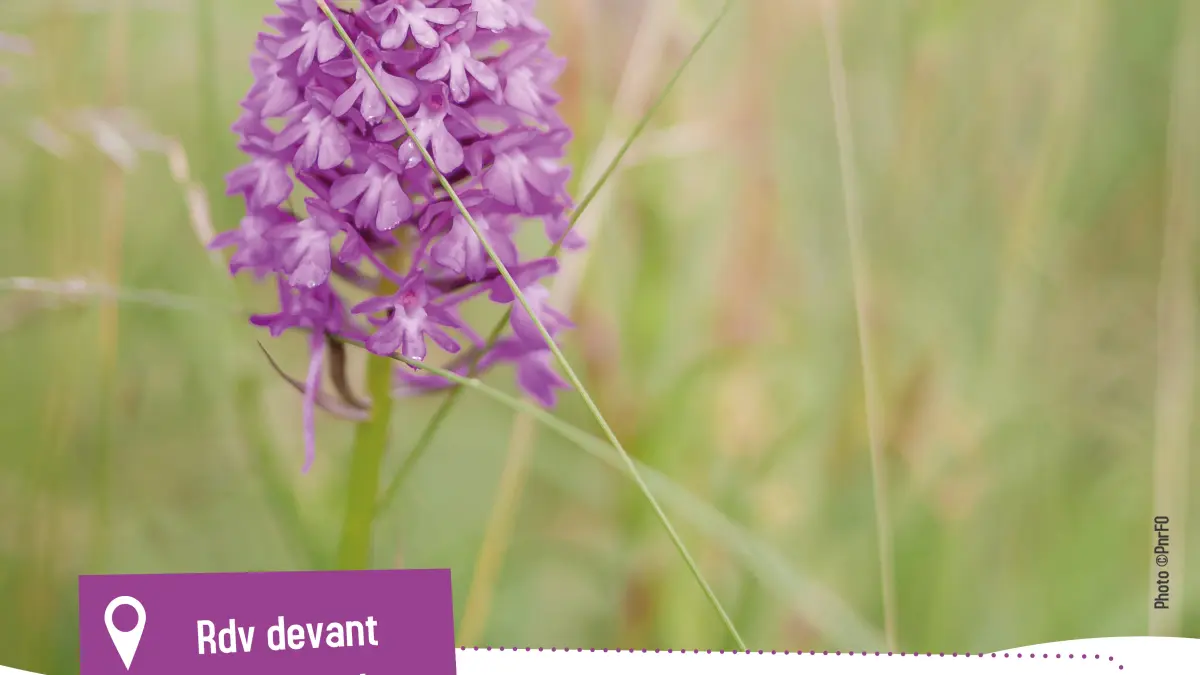Les fleurs des chemins : Petits trésors au bord des sentiers