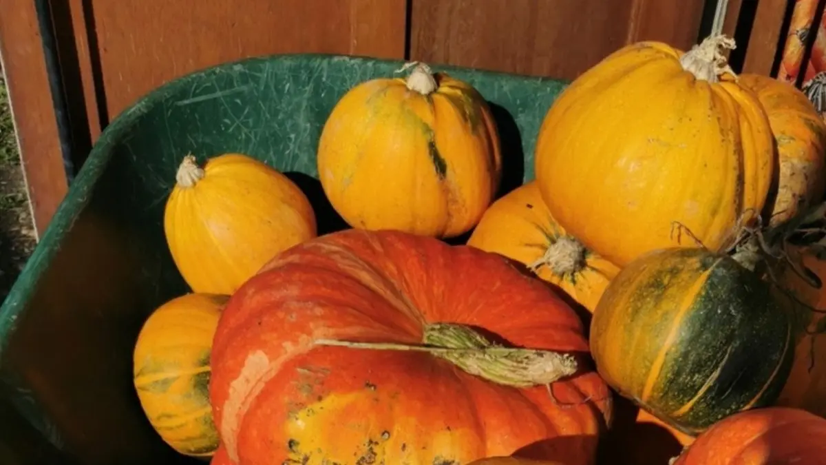 Fête de la soupe au jardin partagé