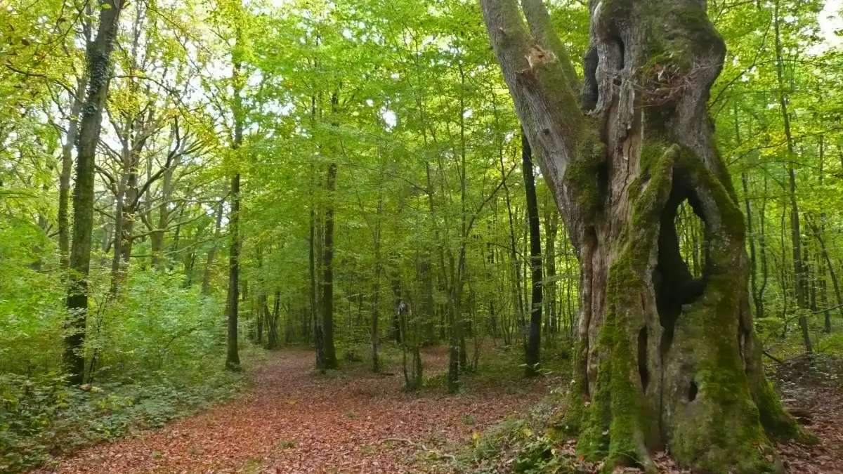 L'arbre au Pied Cornier
