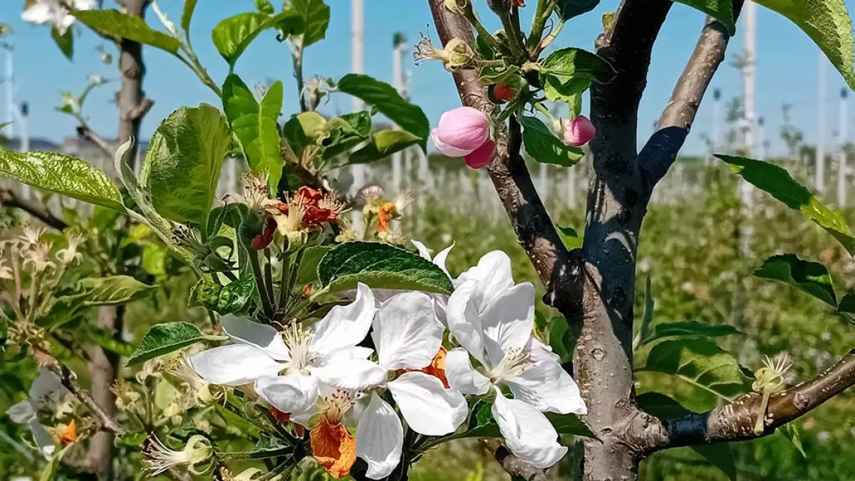 Cueillette de pommes au verger