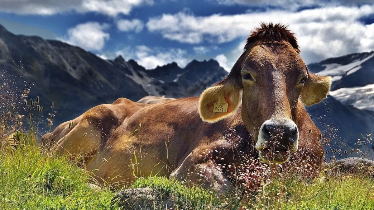EXPOSITION - LES VACHES, HISTOIRES À RUMINER